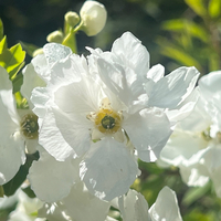 Exochorda x macrantha 'Niagara'